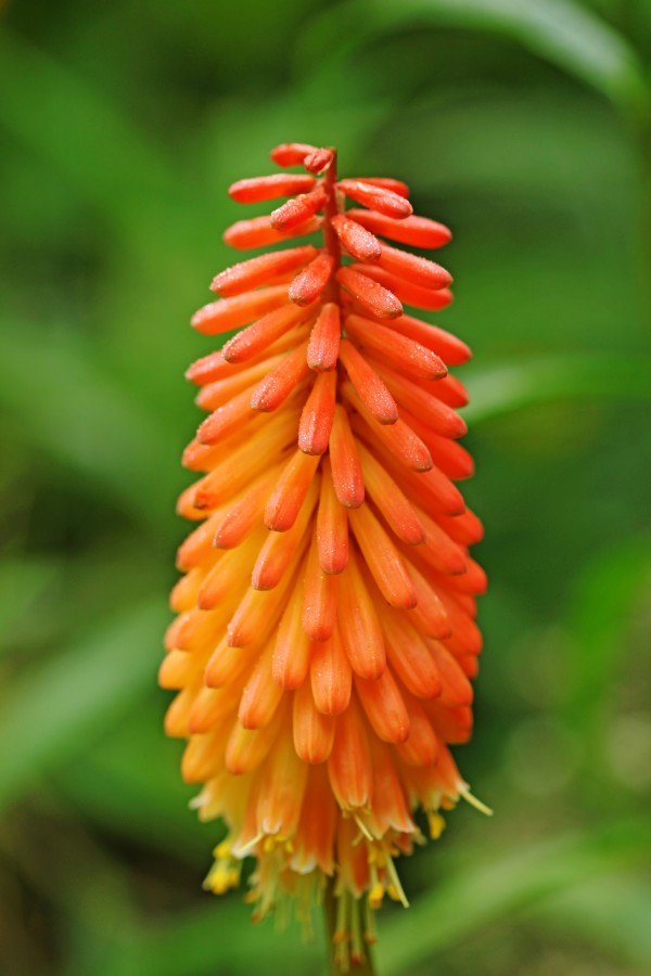 Torch Lily by Deb Oppermann